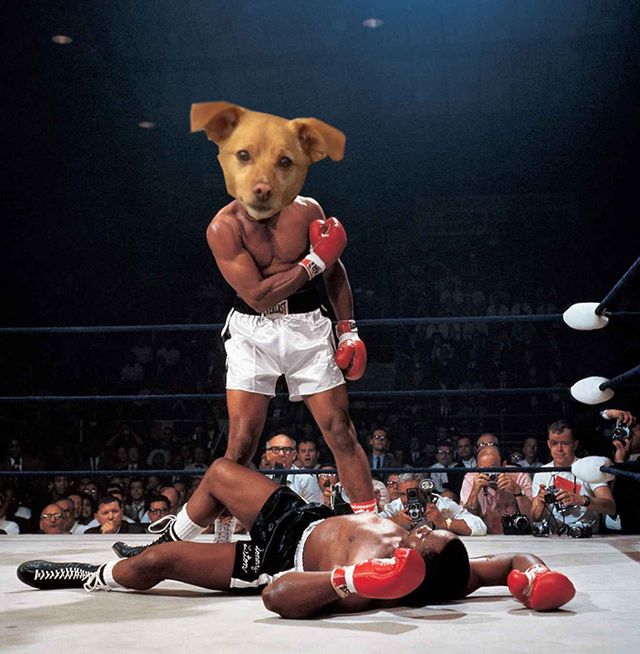 Цей бездомний песик став зіркою Vogue завдяки Аріані Гранде - фото 340240