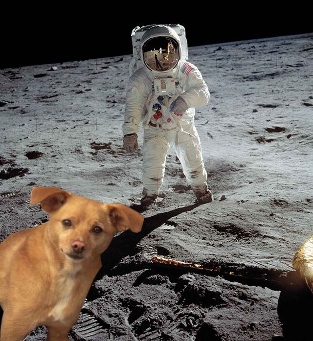 Цей бездомний песик став зіркою Vogue завдяки Аріані Гранде - фото 340241