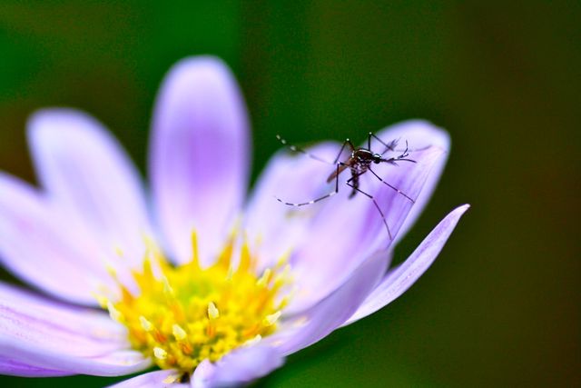 Спіралі проти комарів викидають у повітря шкідливі речовини - фото 340512