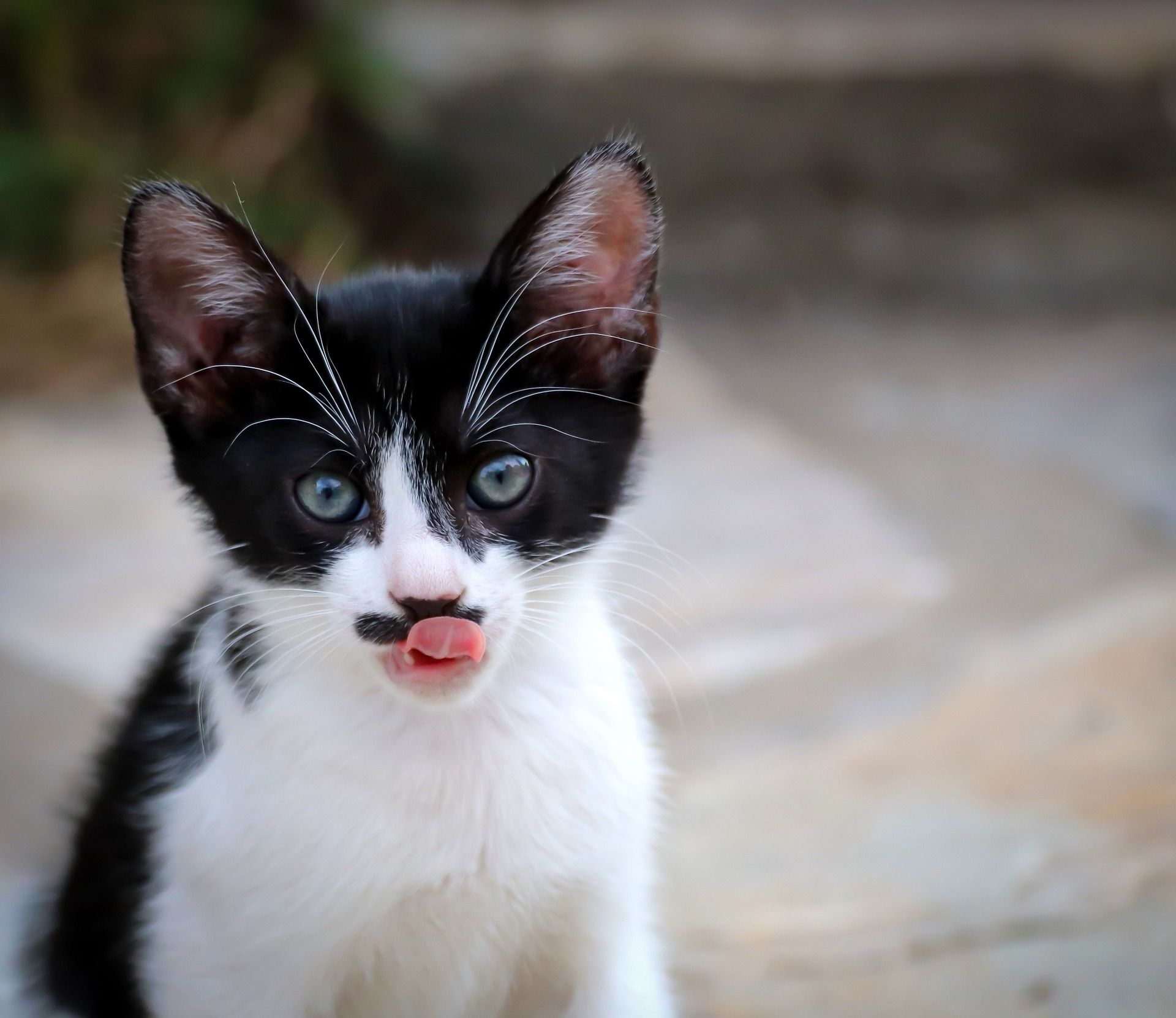 Кіт, який елегантно п'є воду, розвеселив мережу (відео)