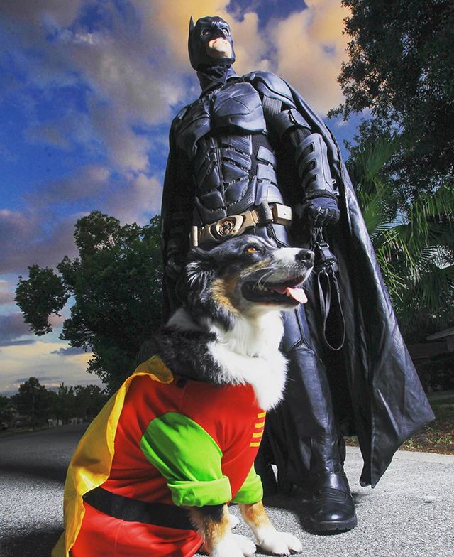 instagram.com/batman4paws - фото 340666