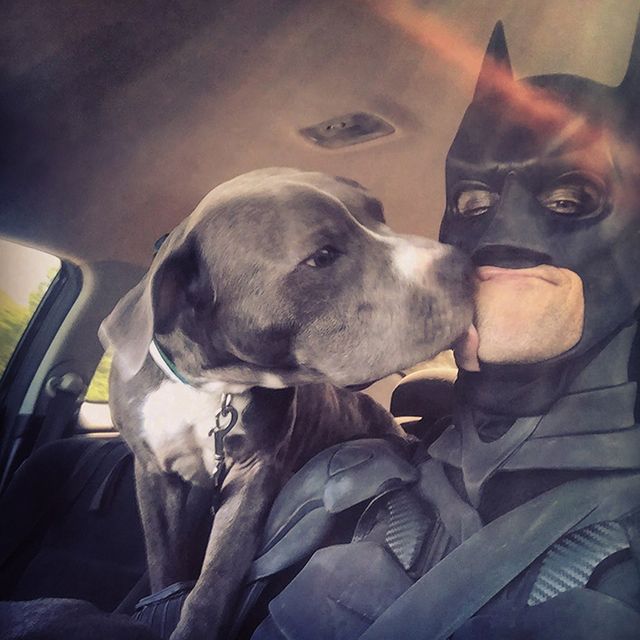 instagram.com/batman4paws - фото 340669