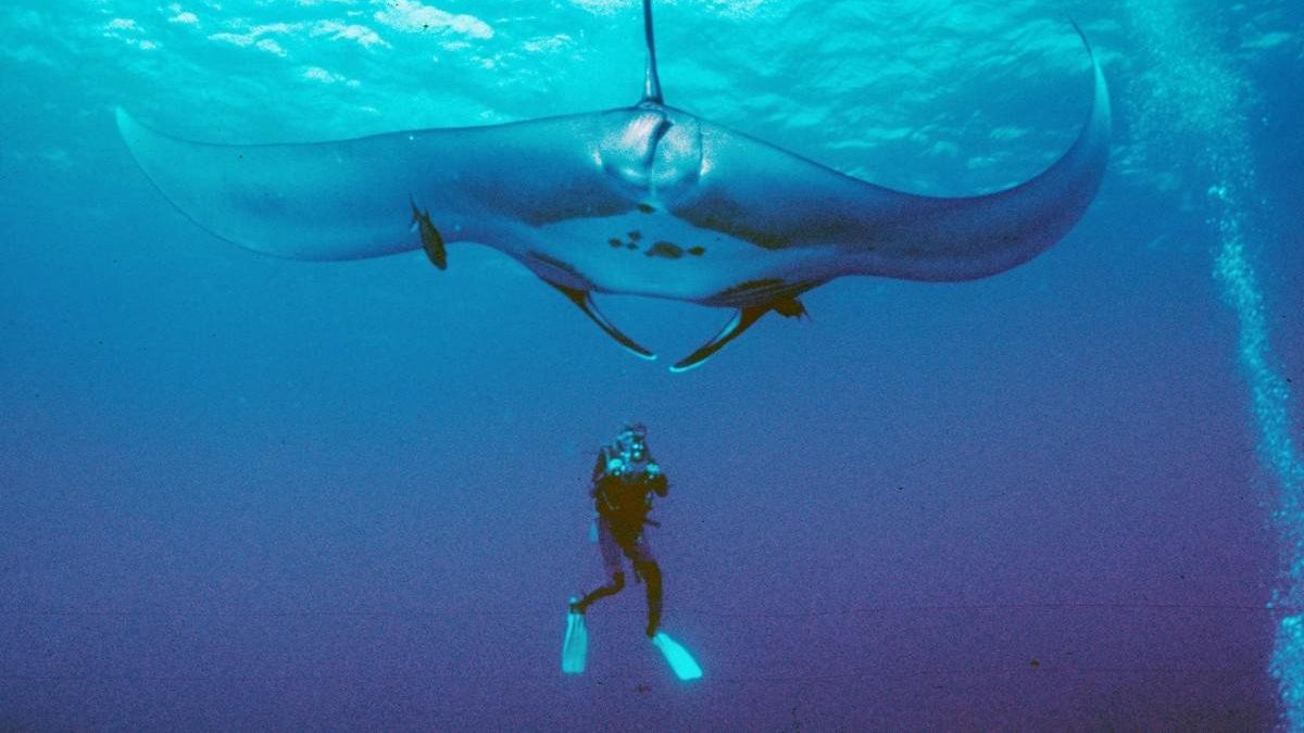 В Австралії скат "попросив" людину про допомогу: відеофакт