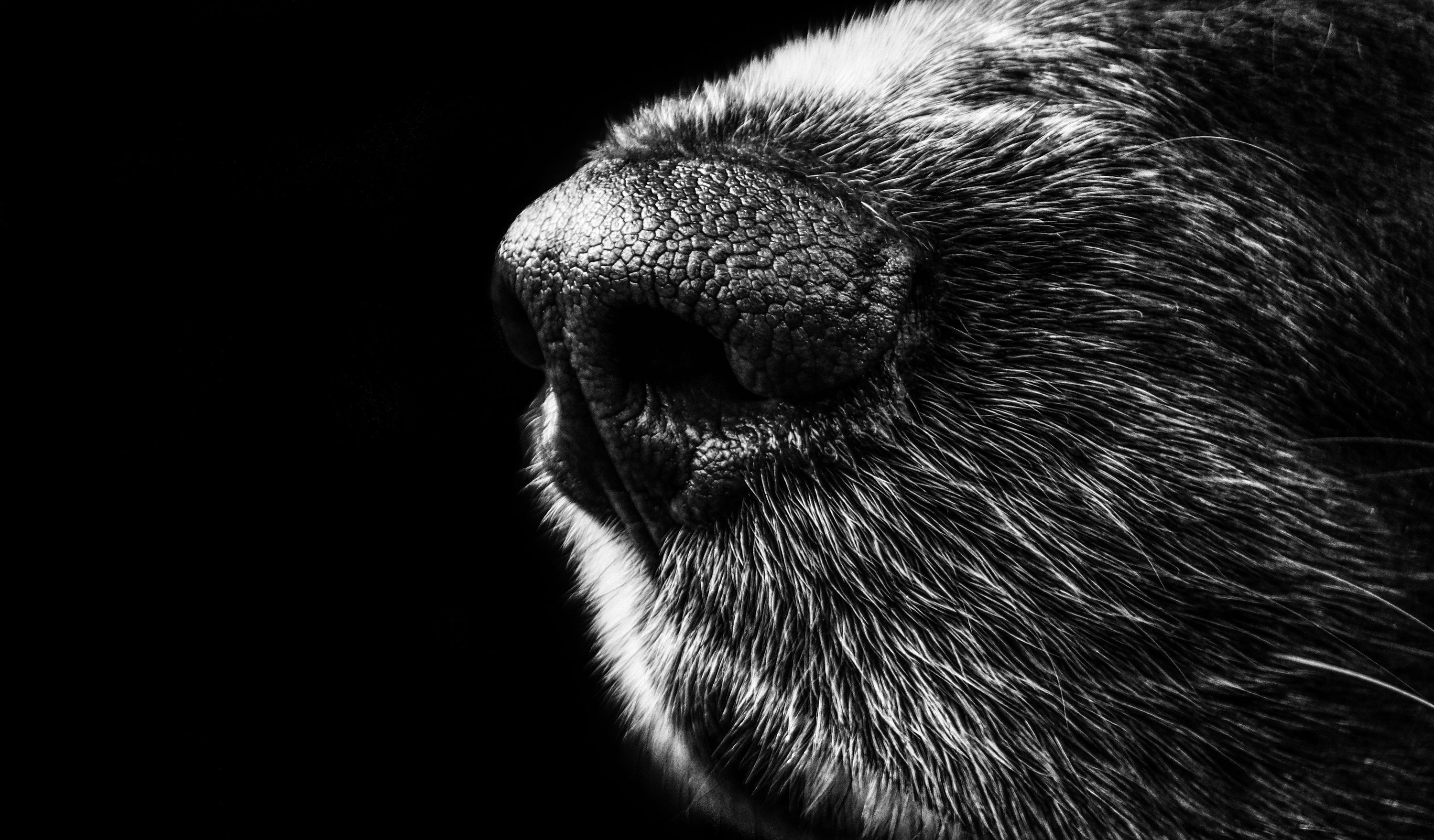 У Китаї створили додаток для пошуку собак по відбитку носа