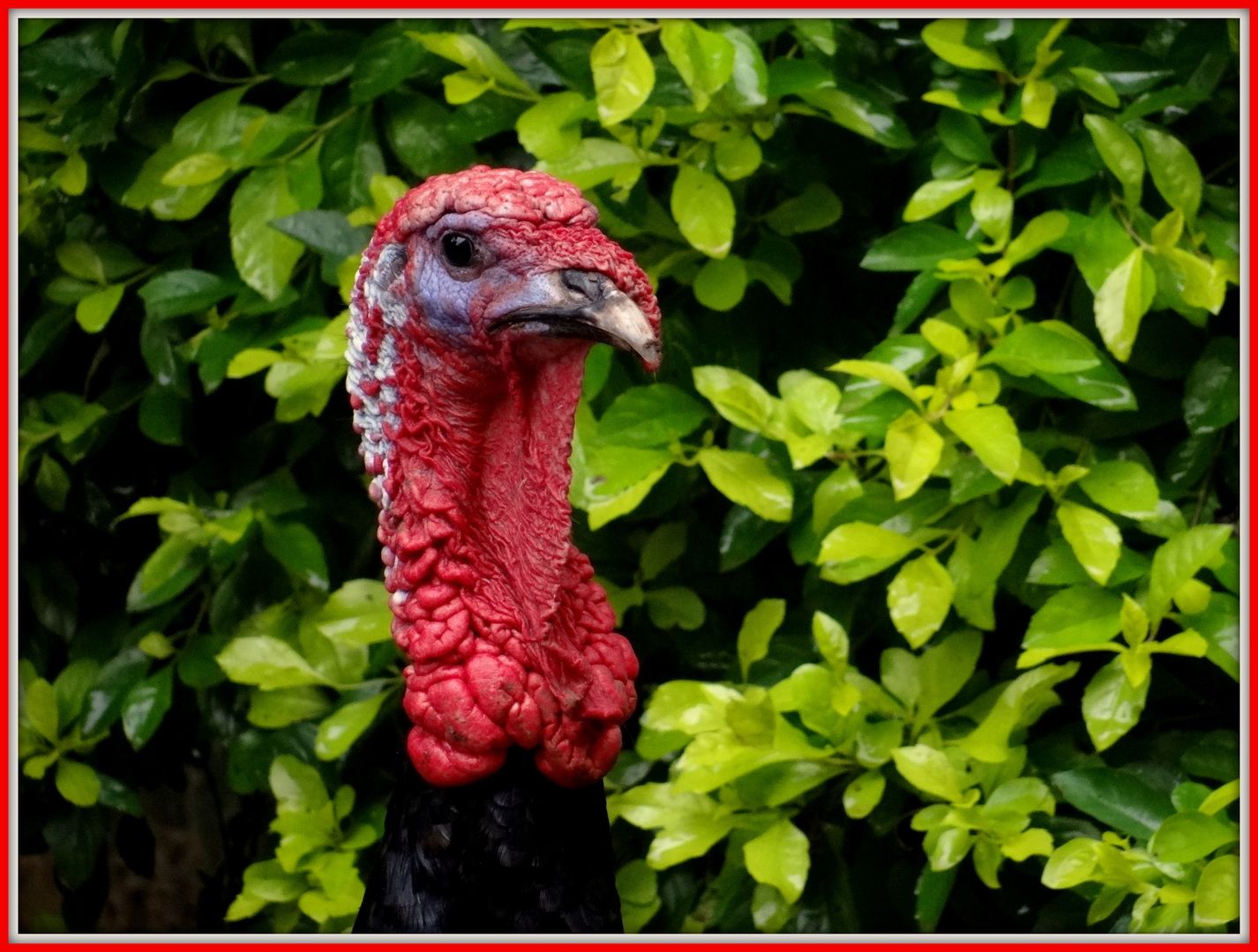 Водій врятував хлопчика від агресивної індички: епічне відео