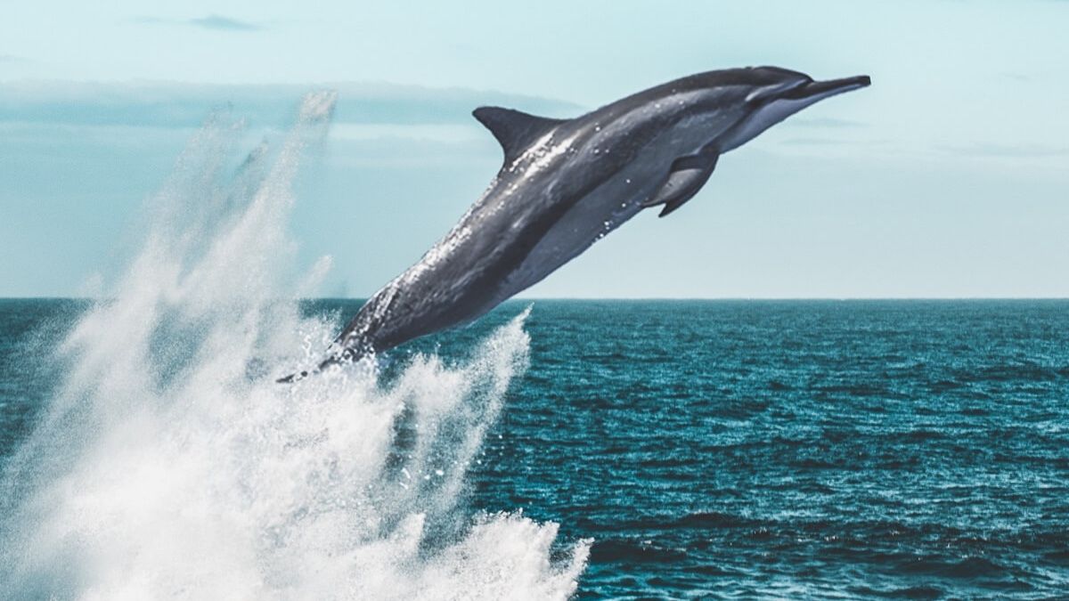 Величезна зграя дельфінів оточила катер у Каліфорнії: захоплююче відео