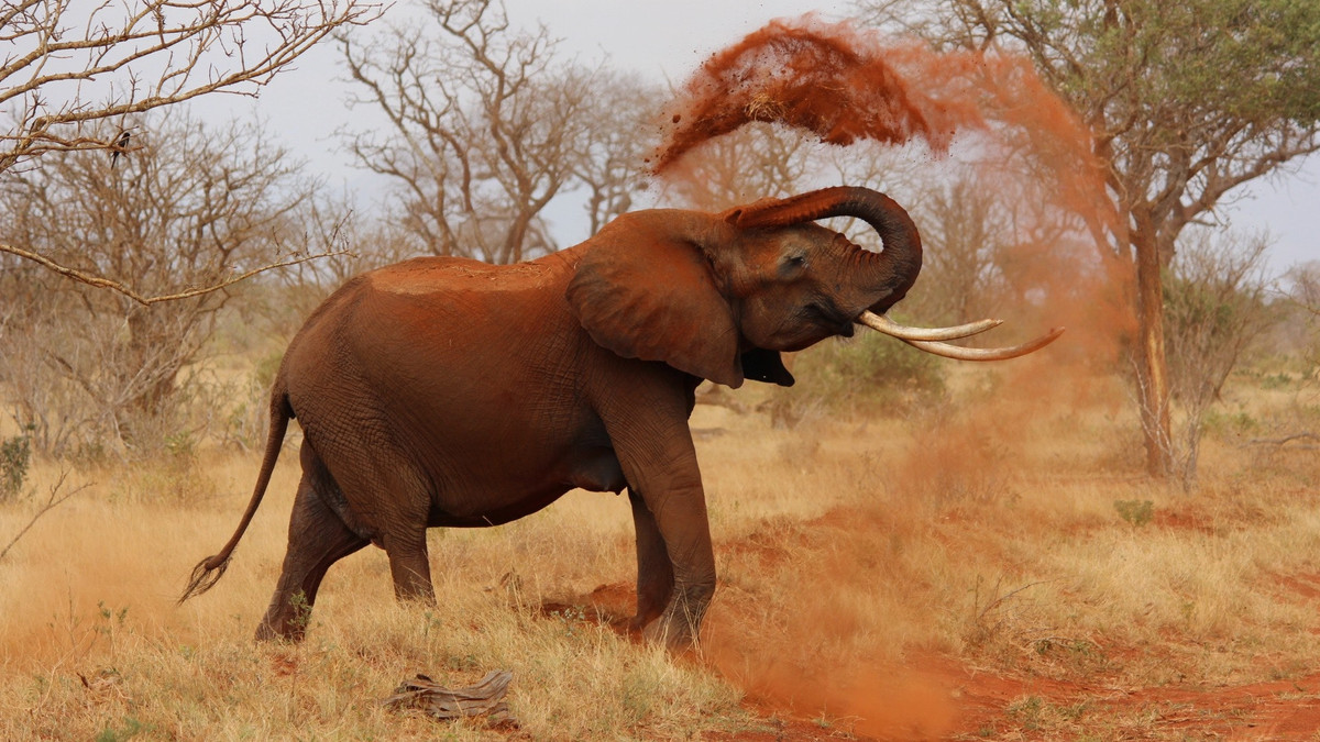 Розлючений слон налякав туристів - фото 1