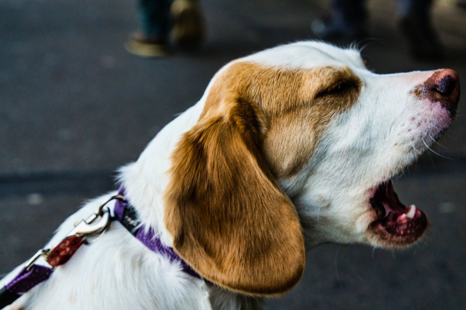 Найдраматичніший пес у світі розвеселив мережу: відео