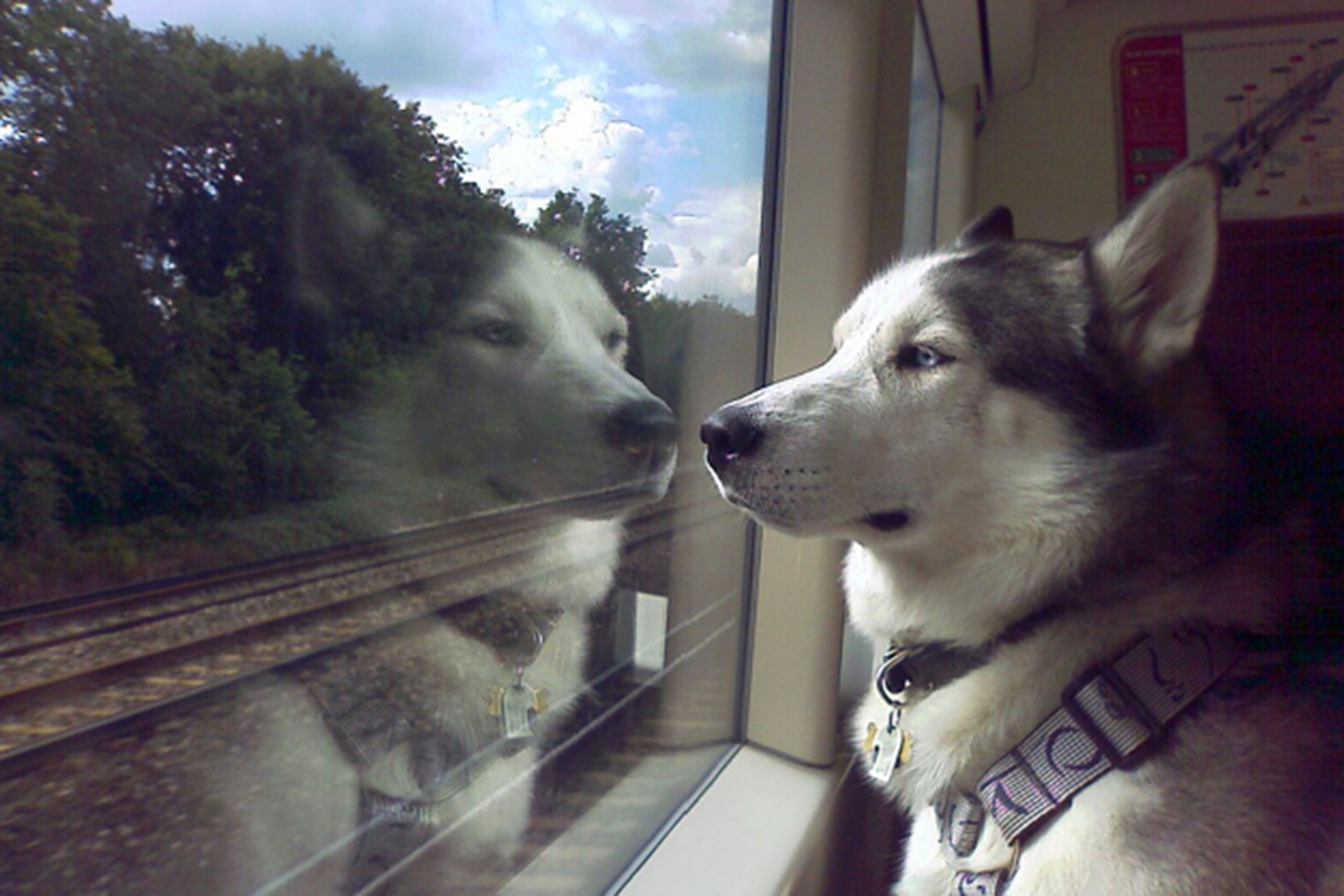 Пес відправився на пошуки своєї коханої - фото 1