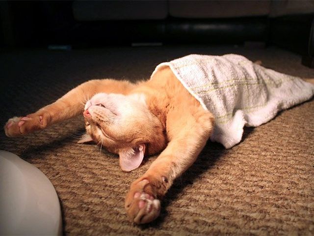 Кумедні коти, які сплять на спині: фото, які змусять усміхнутись - фото 342461