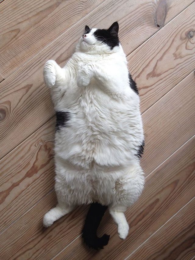 Кумедні коти, які сплять на спині: фото, які змусять усміхнутись - фото 342463