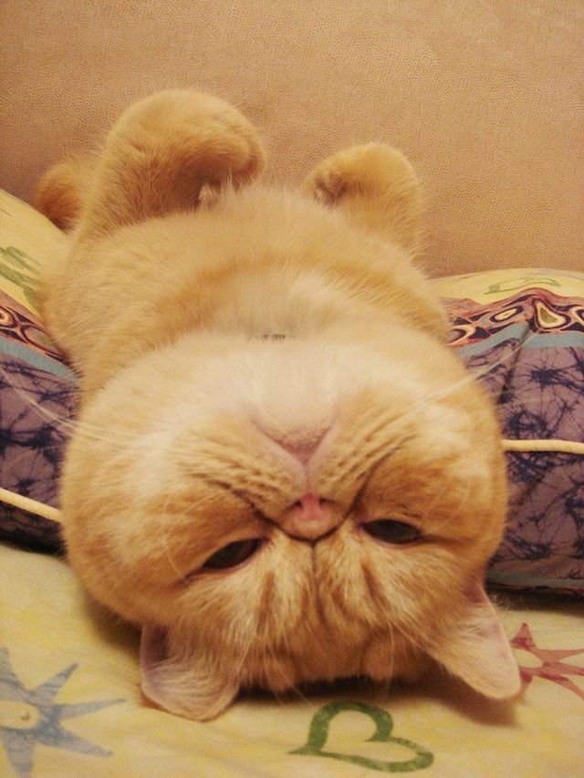 Кумедні коти, які сплять на спині: фото, які змусять усміхнутись - фото 342467