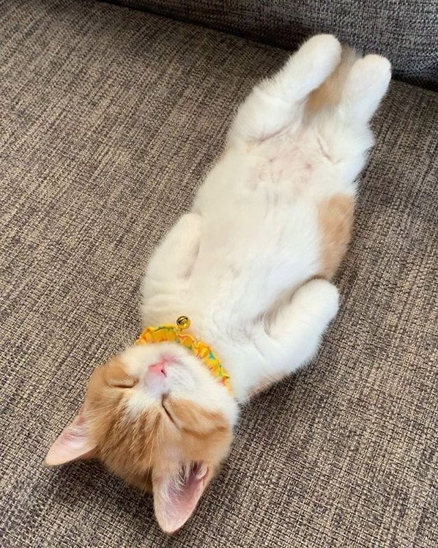 Кумедні коти, які сплять на спині: фото, які змусять усміхнутись - фото 342471