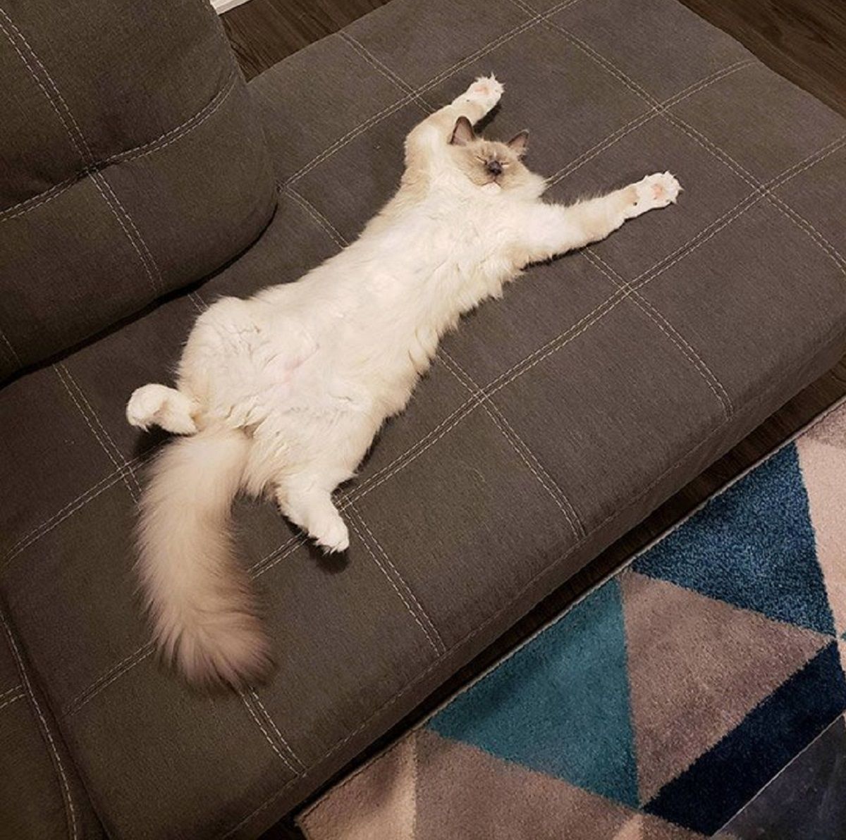 Кумедні коти, які сплять на спині: фото, які змусять усміхнутись