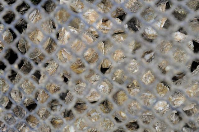 Як у США вирощують устриць: цікаві фото - фото 343006