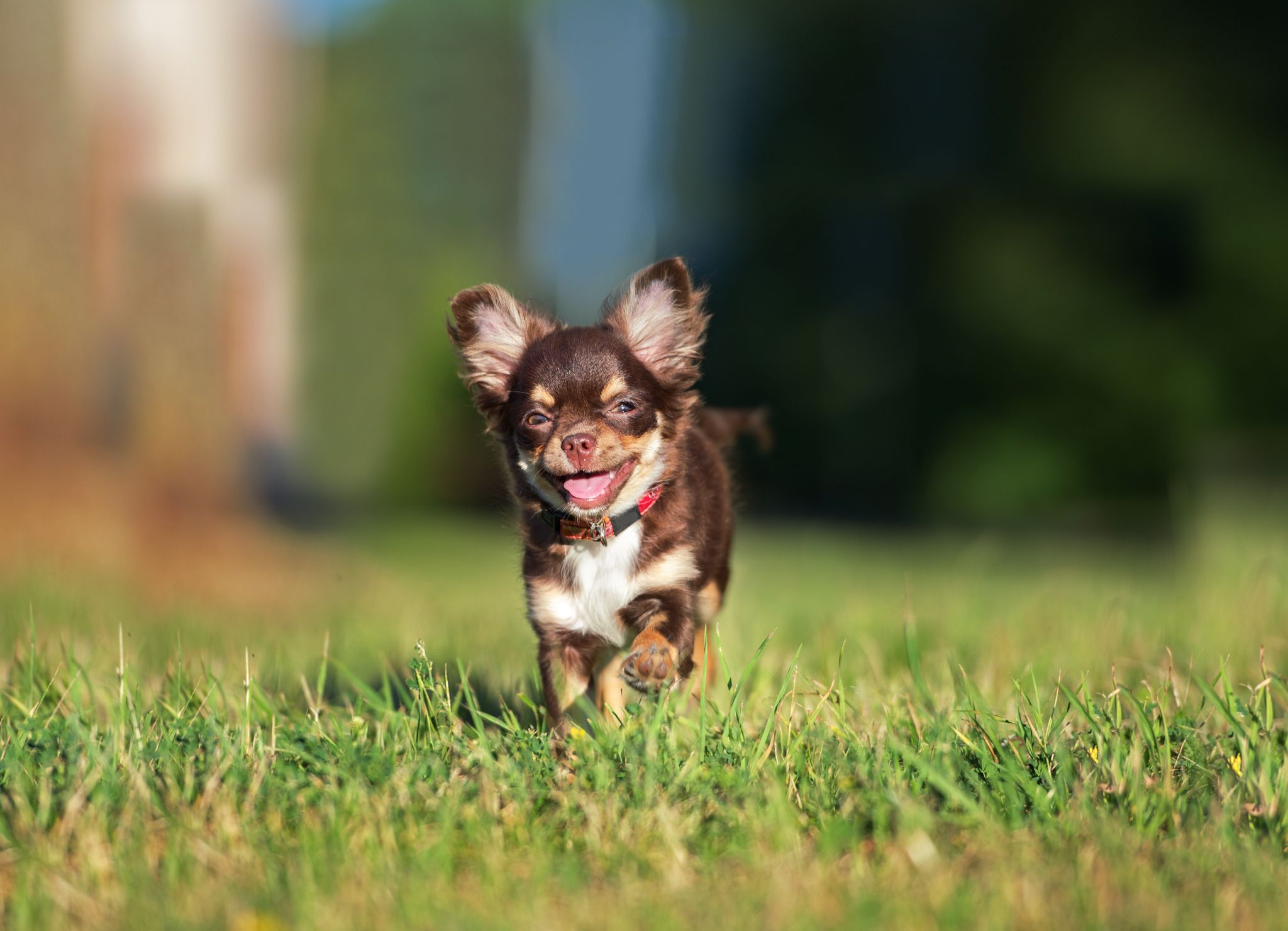 Нахабна чайка в Англії викрала песика