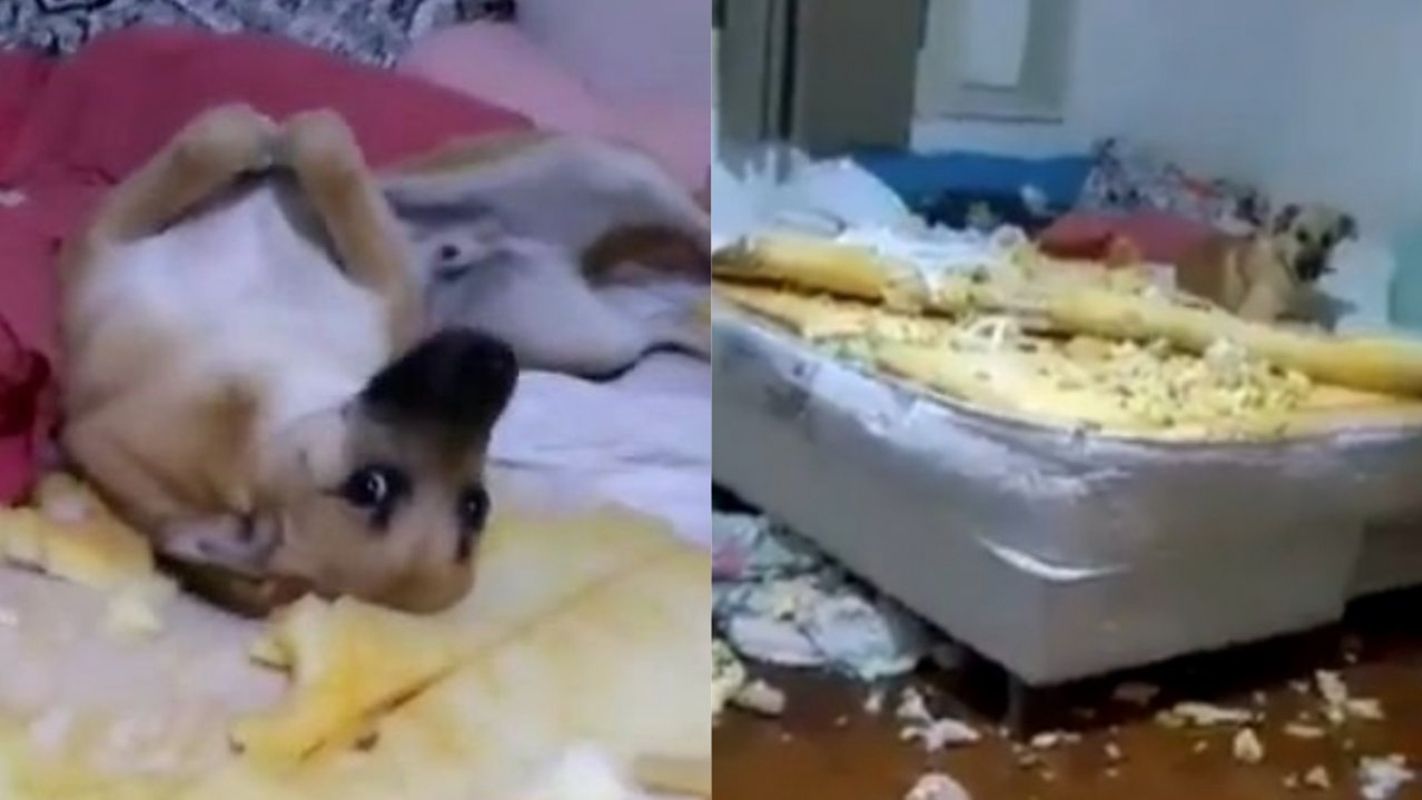 Пес-руйнівник довів господиню до істерики, однак повеселив мережу