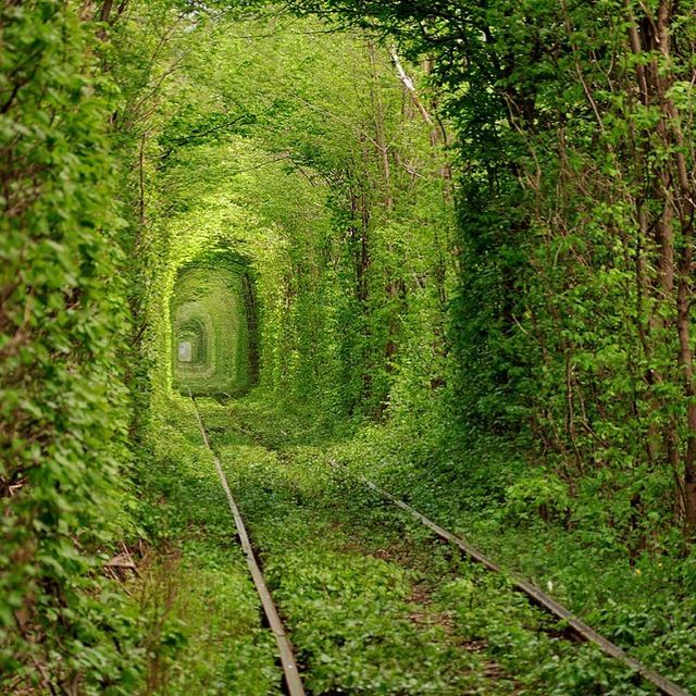 Тунель Кохання на Рівненщині: чим вражає зелене диво України і як туди доїхати - фото 343283