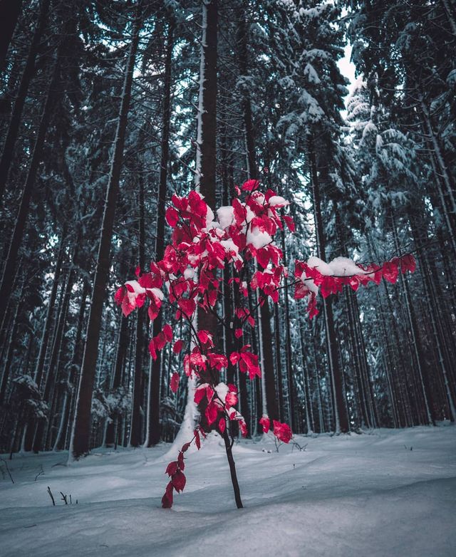 Подорож Швейцарією у різні пори року: захопливі фото - фото 343393