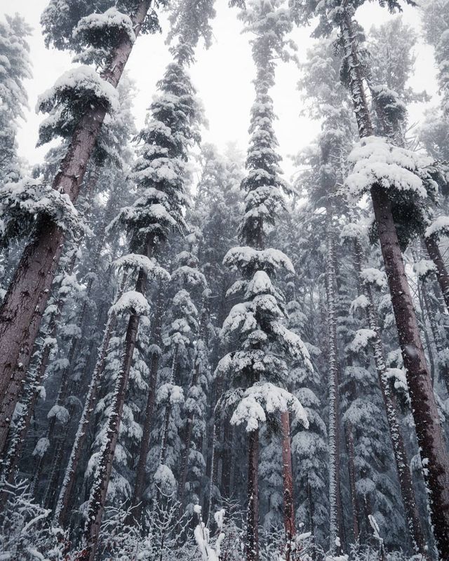 Подорож Швейцарією у різні пори року: захопливі фото - фото 343396