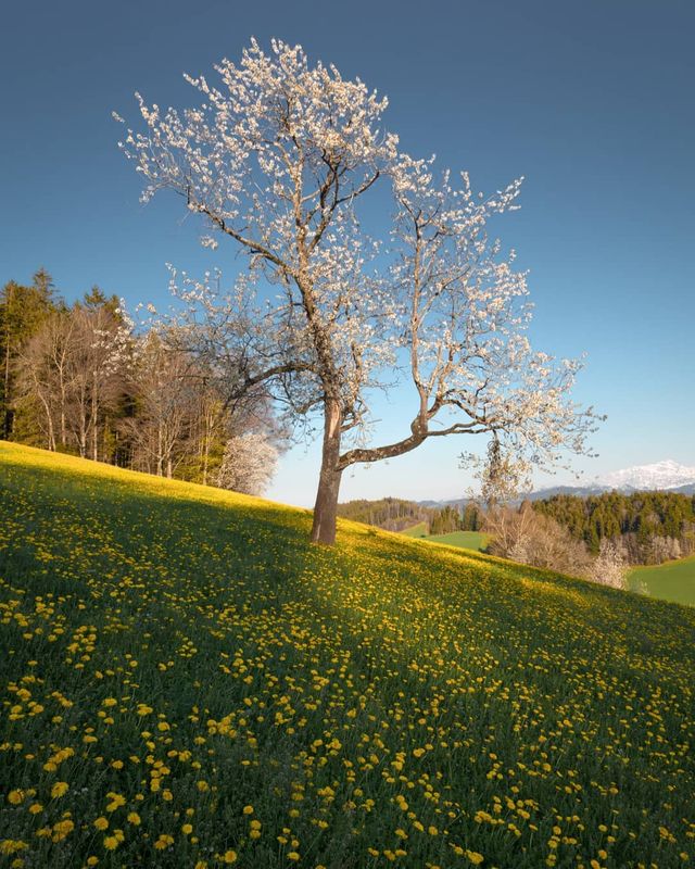 Подорож Швейцарією у різні пори року: захопливі фото - фото 343399