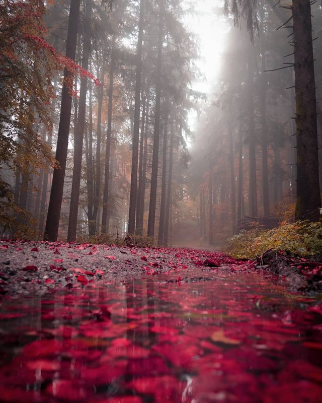 Подорож Швейцарією у різні пори року: захопливі фото - фото 343401