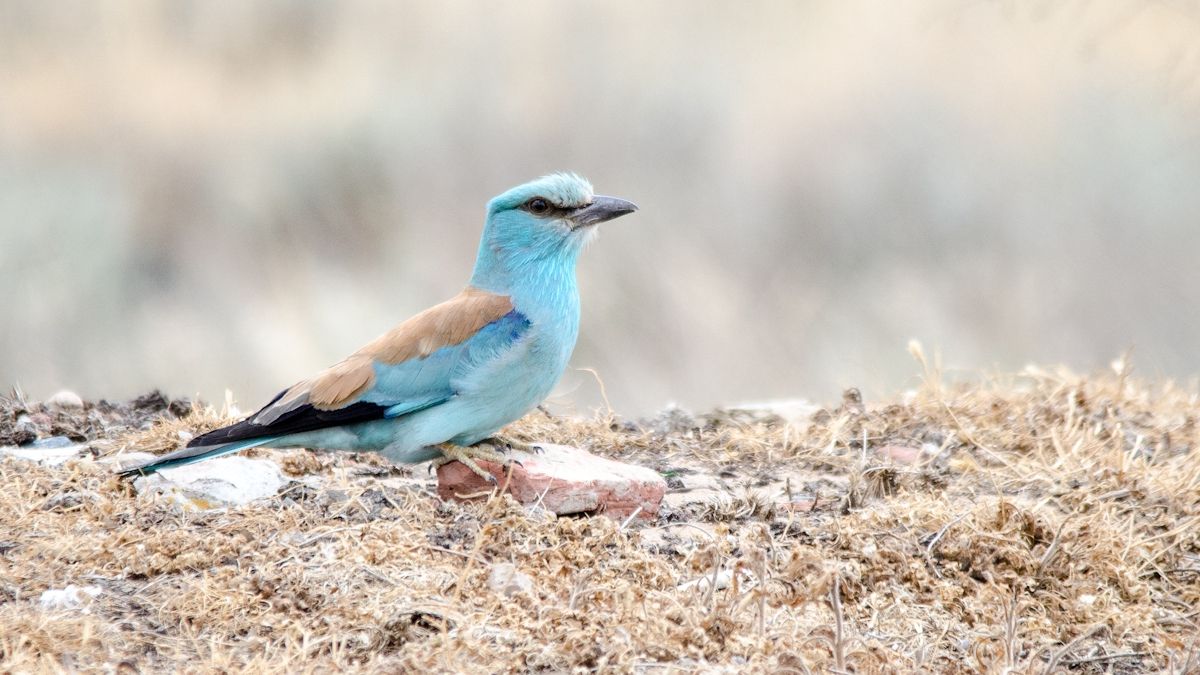 Сиворакша - фото 1