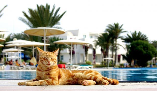 Ці коти релаксують на пляжах. А ти – ні - фото 343556