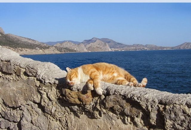 Ці коти релаксують на пляжах. А ти – ні - фото 343559