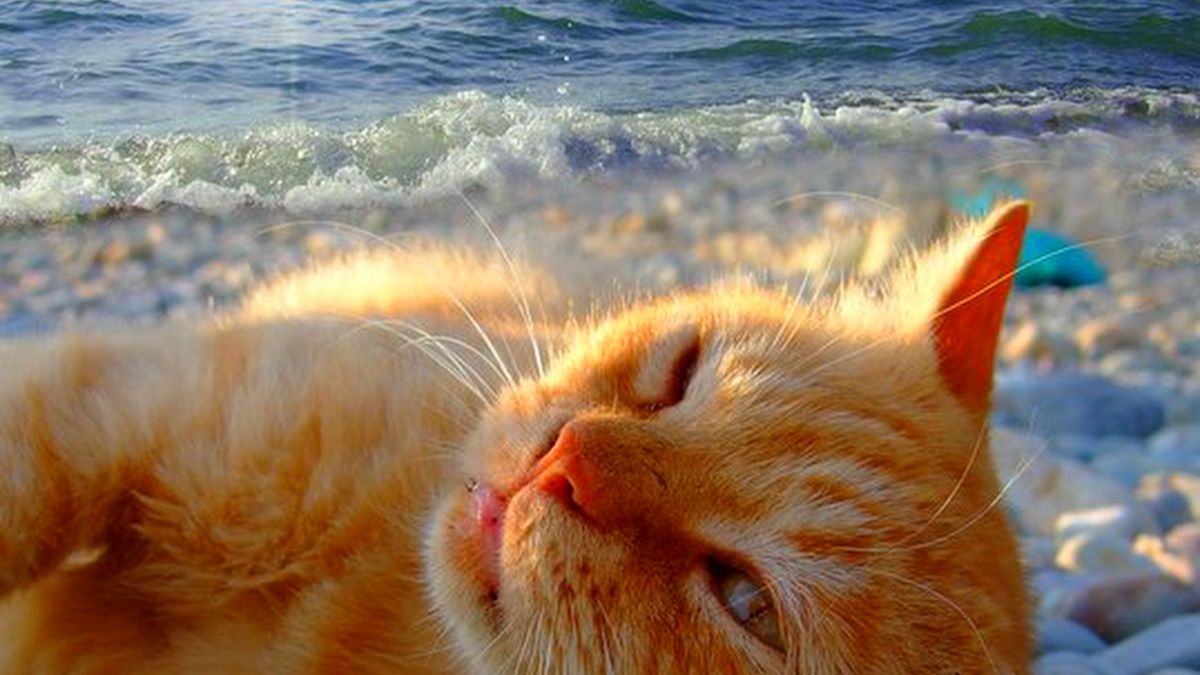 Ці коти релаксують на пляжах. А ти – ні