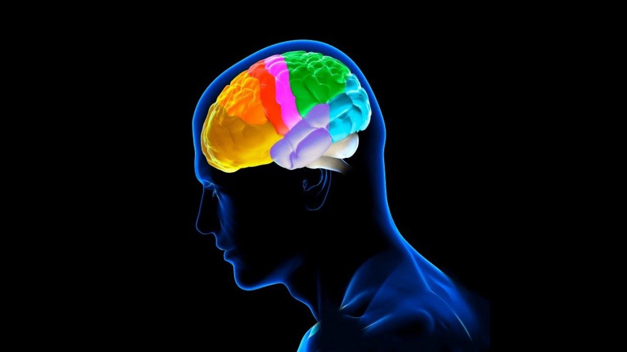 Вчені вперше побачили роботу мозку наживо: відео