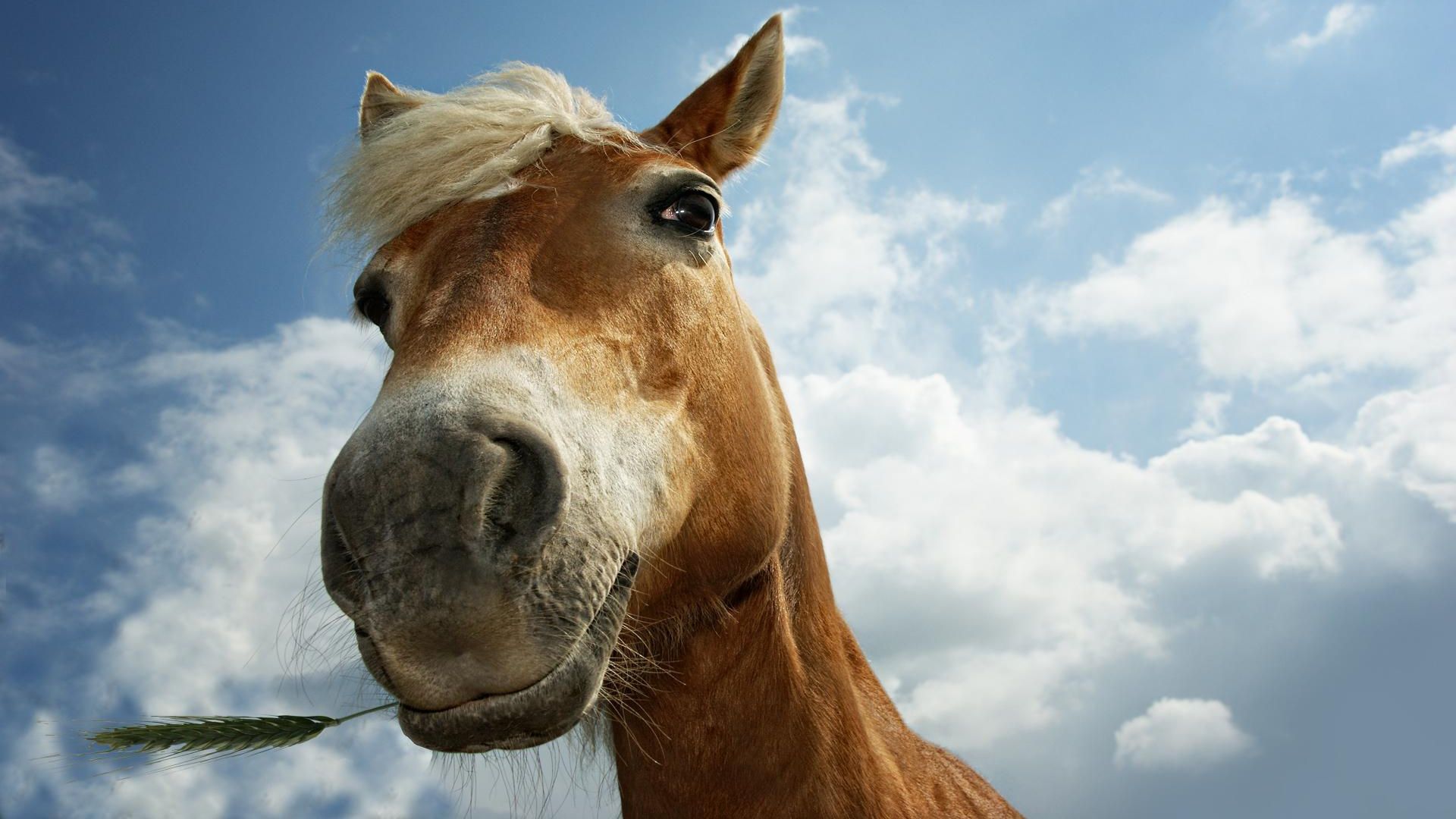 В Одесі патрульні зупинили коня на скаку (відео)