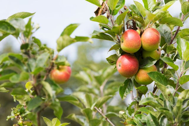 Яблука корисно їсти щодня - фото 344061