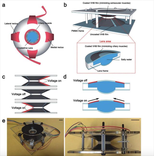 Учені придумали контактні лінзи, які наближають зображення - фото 344622
