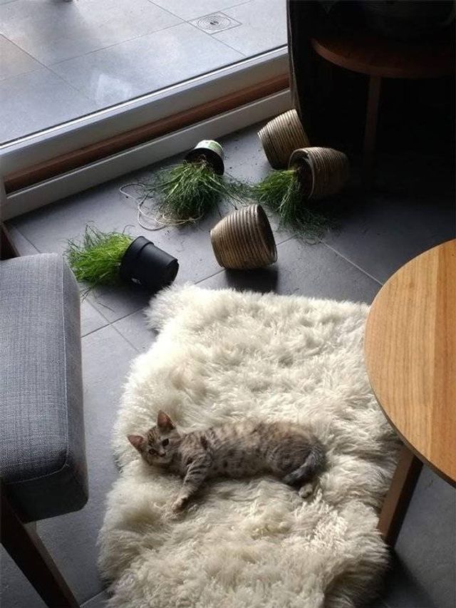 Домашні улюбленці, які не знають про манери: епічні фото - фото 344959