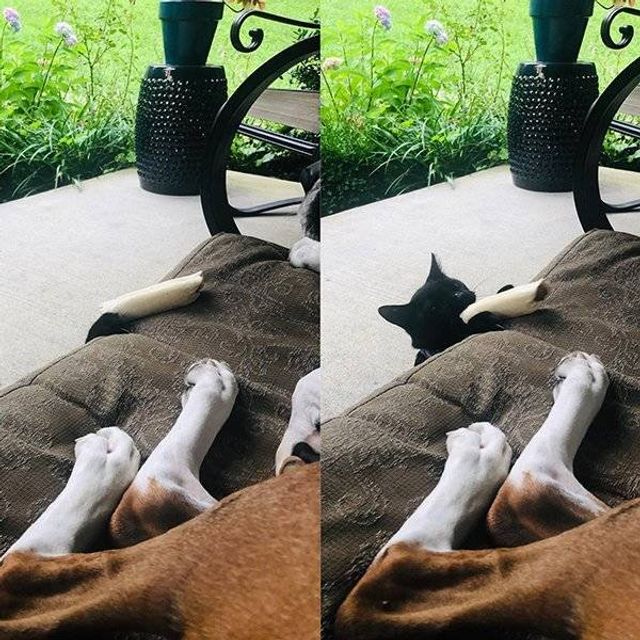 Домашні улюбленці, які не знають про манери: епічні фото - фото 344960