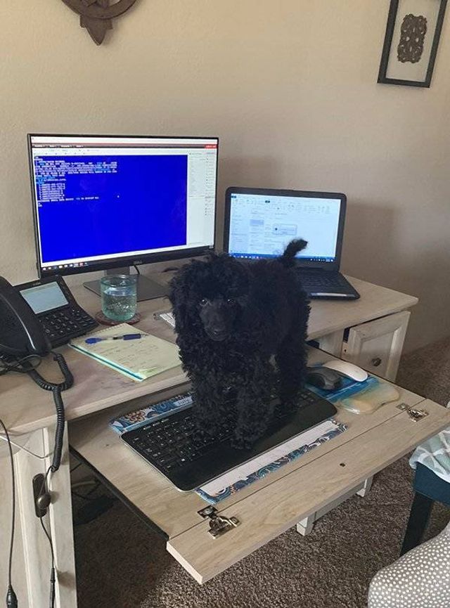 Домашні улюбленці, які не знають про манери: епічні фото - фото 344962