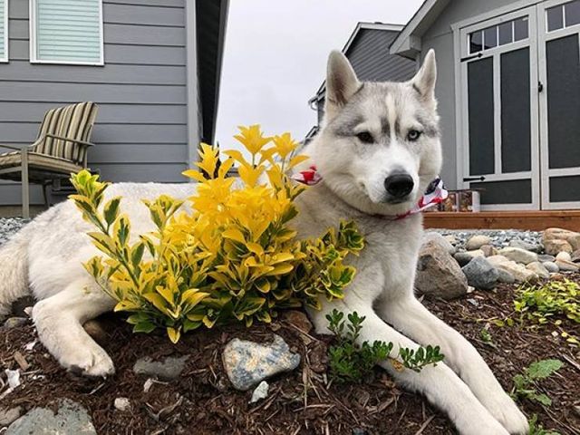 Домашні улюбленці, які не знають про манери: епічні фото - фото 344963