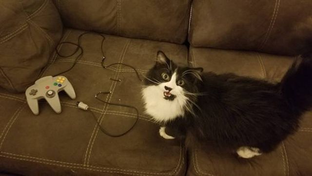 Домашні улюбленці, які не знають про манери: епічні фото - фото 344964