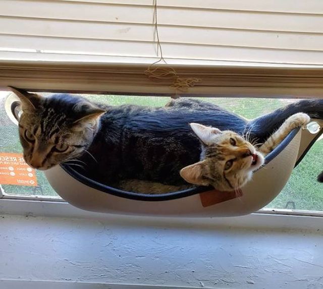 Домашні улюбленці, які не знають про манери: епічні фото - фото 344965