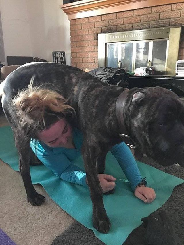 Домашні улюбленці, які не знають про манери: епічні фото - фото 344968