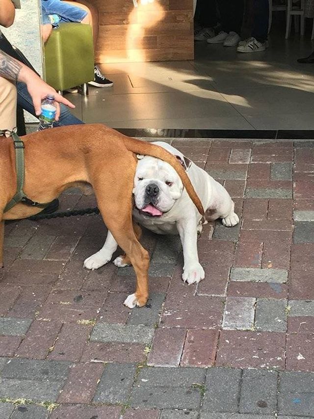 Домашні улюбленці, які не знають про манери: епічні фото - фото 344969