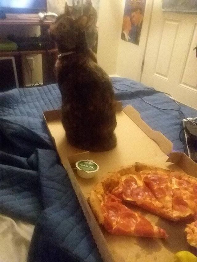 Домашні улюбленці, які не знають про манери: епічні фото - фото 344971