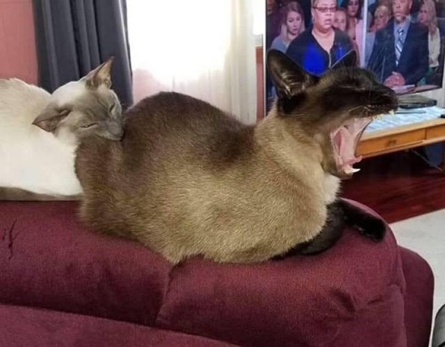 Домашні улюбленці, які не знають про манери: епічні фото - фото 344972