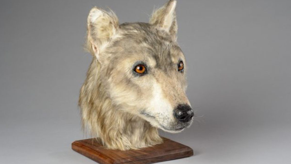 Учені відтворили вигляд пса, який жив 4000 років тому: фотофакт