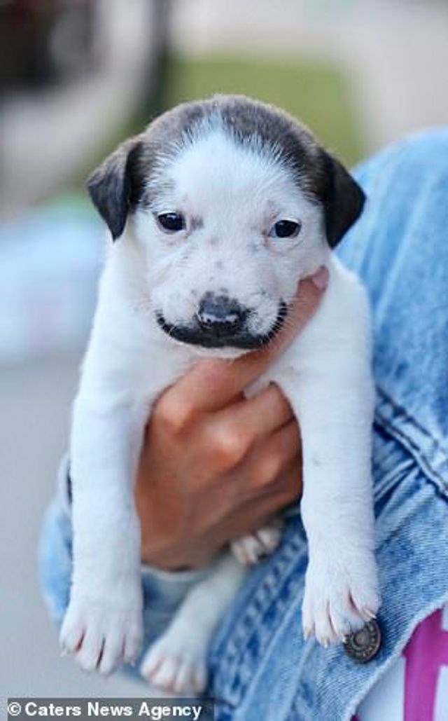 У США знайшли цуценя, яке нагадує епатажного художника Сальвадора Далі - фото 345345
