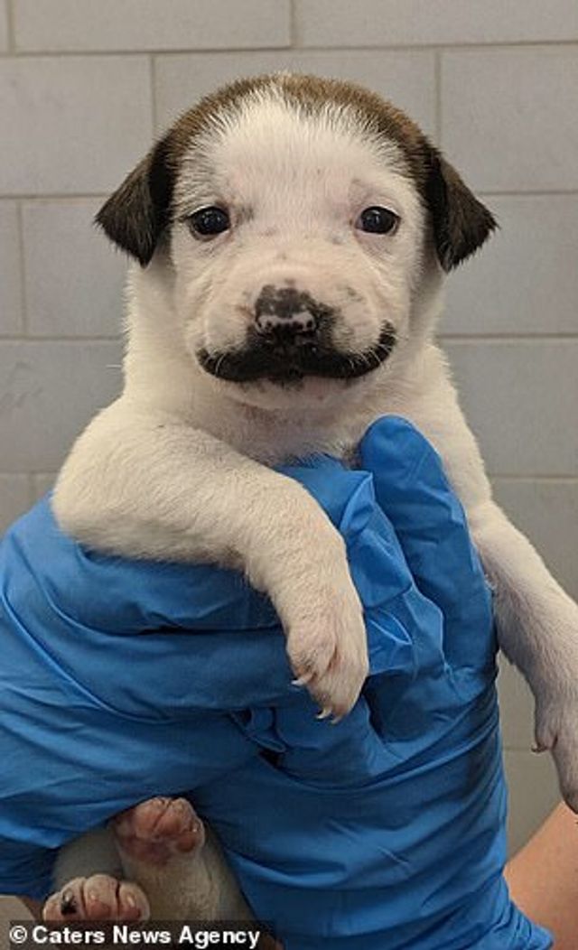 У США знайшли цуценя, яке нагадує епатажного художника Сальвадора Далі - фото 345347