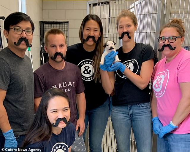 У США знайшли цуценя, яке нагадує епатажного художника Сальвадора Далі - фото 345349