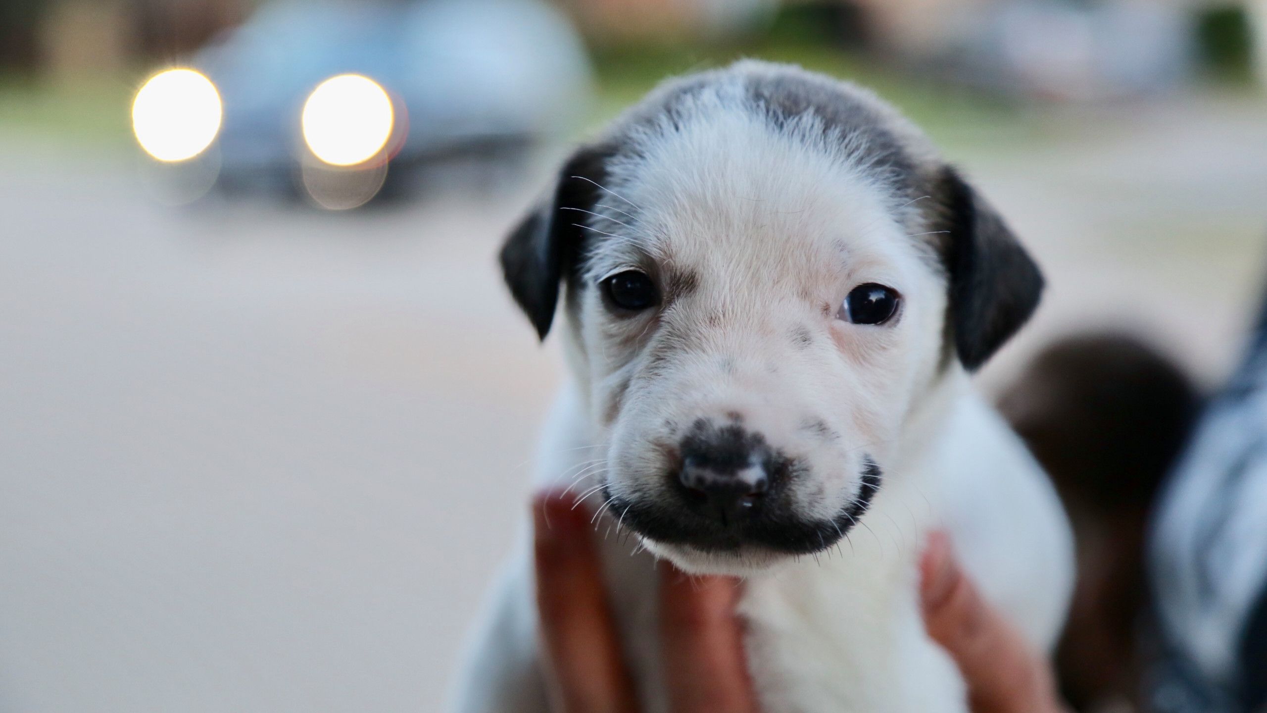 У США знайшли цуценя, яке нагадує епатажного художника Сальвадора Далі