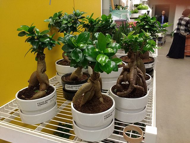 Болісно довгий похід у магазин очима чоловіка (смішні фото) - фото 345511